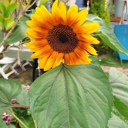 Un Deux Pieces Et Un Jardin A Villejuif Exteriér fotografie