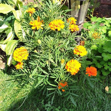 Un Deux Pieces Et Un Jardin A Villejuif Exteriér fotografie