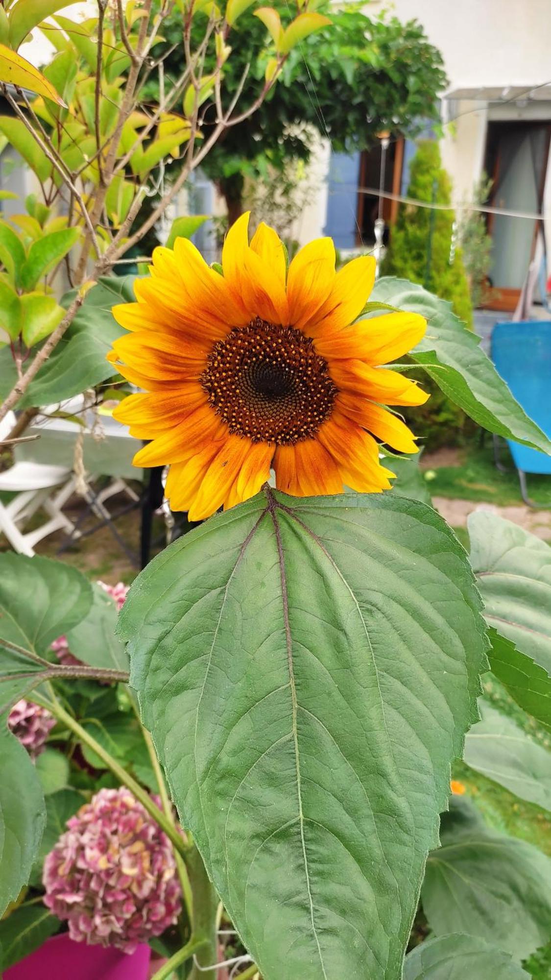 Un Deux Pieces Et Un Jardin A Villejuif Exteriér fotografie