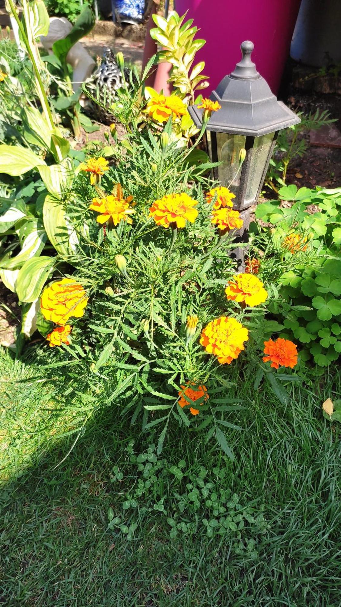Un Deux Pieces Et Un Jardin A Villejuif Exteriér fotografie
